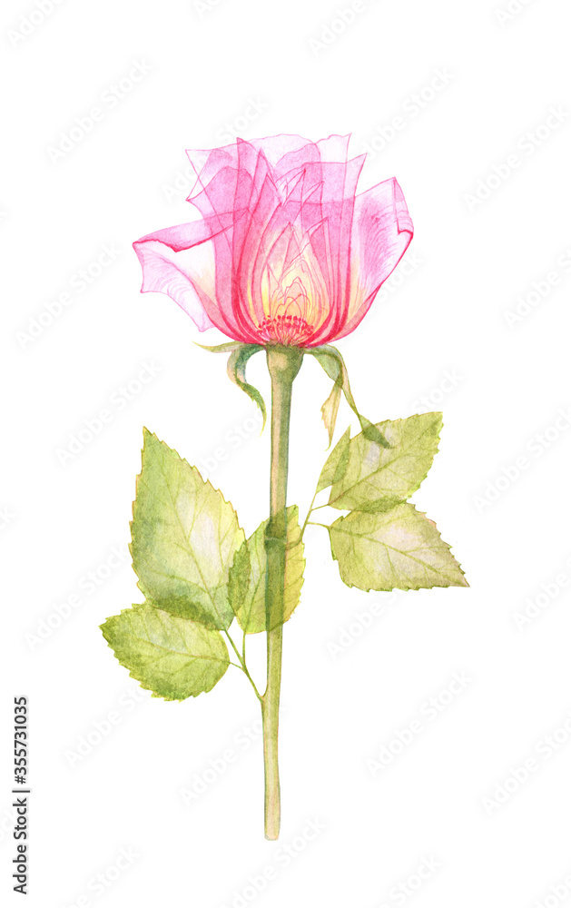 Pink transparent rose, x-ray of the rose flower, delicate flower Bud, petals and pistils, hand-drawn watercolor spring flowers, Botanical drawing of the flower structure isolated on a white background