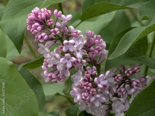 Lilac brush with large flowers in green leaves.