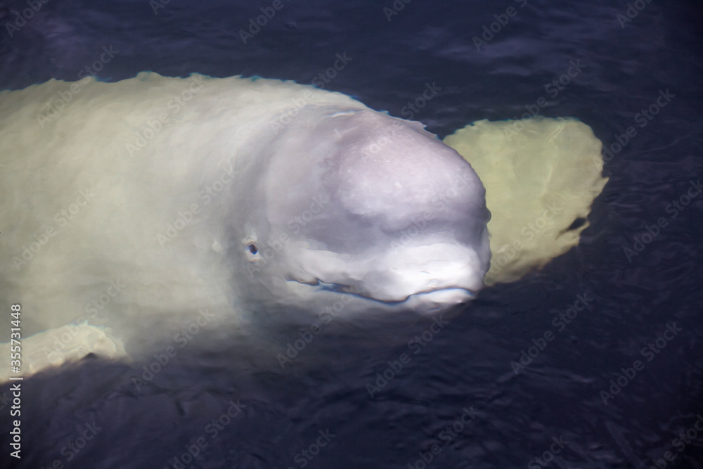 Naklejka premium Friendly beluga whale up close