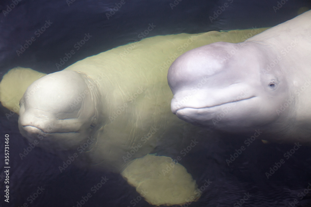 Friendly beluga whale up close Friendly beluga whale up close