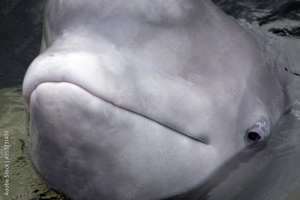 Fototapeta premium Friendly beluga whale up close