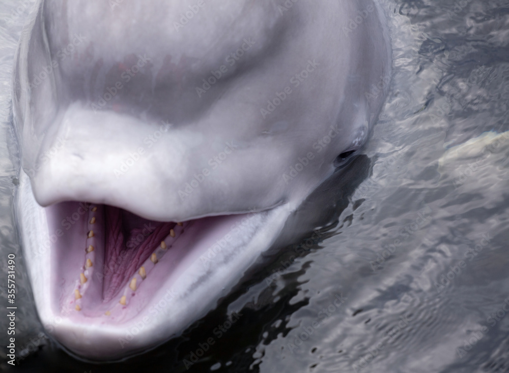 Obraz premium Friendly beluga whale up close