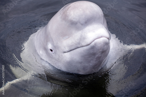 Fotobehang Friendly beluga whale up close