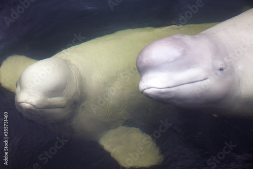 Canvas-taulu Friendly beluga whale up close