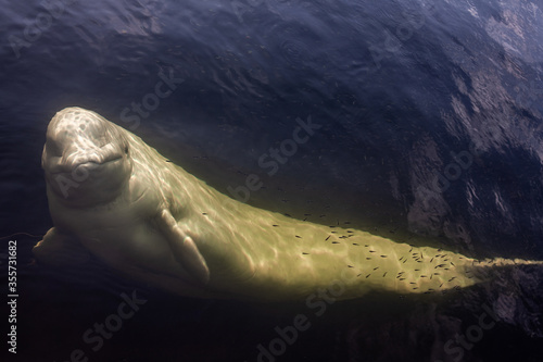 Print op canvas Friendly beluga whale up close