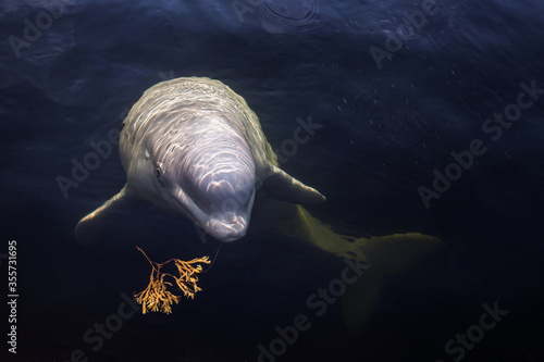 Fényképezés Friendly beluga whale up close