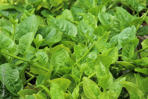 malabar spinach in the field