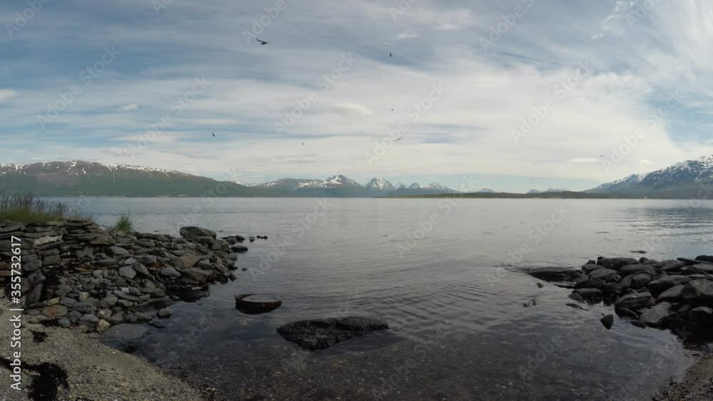 big arctic tern flock flying over norwegian summer fjord big arctic tern flock flying over norwegian summer fjord