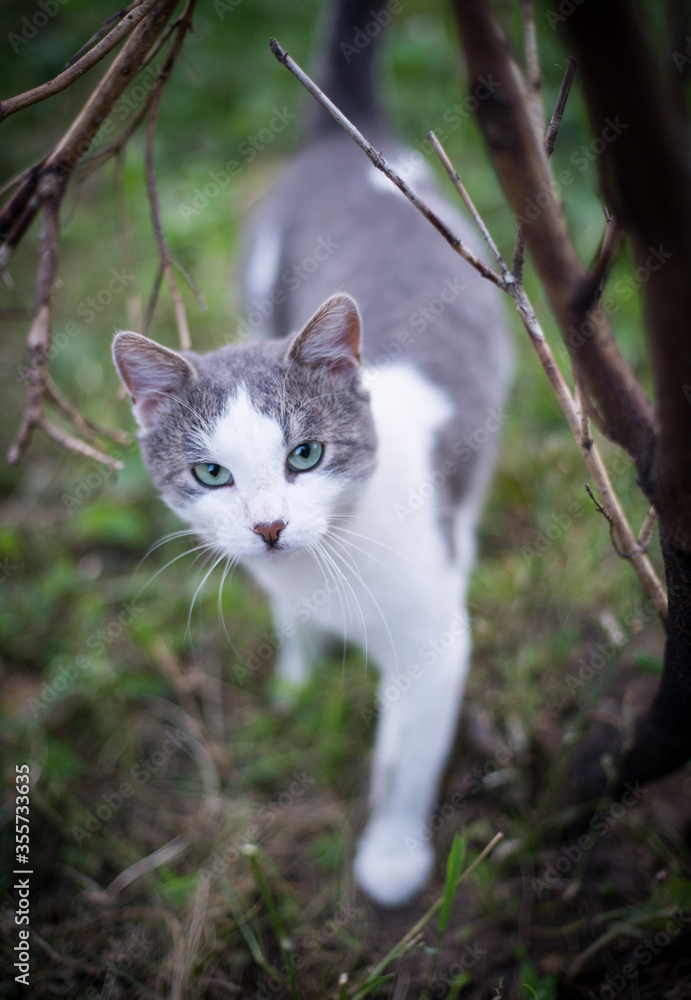 domestic cat rubs on a branch