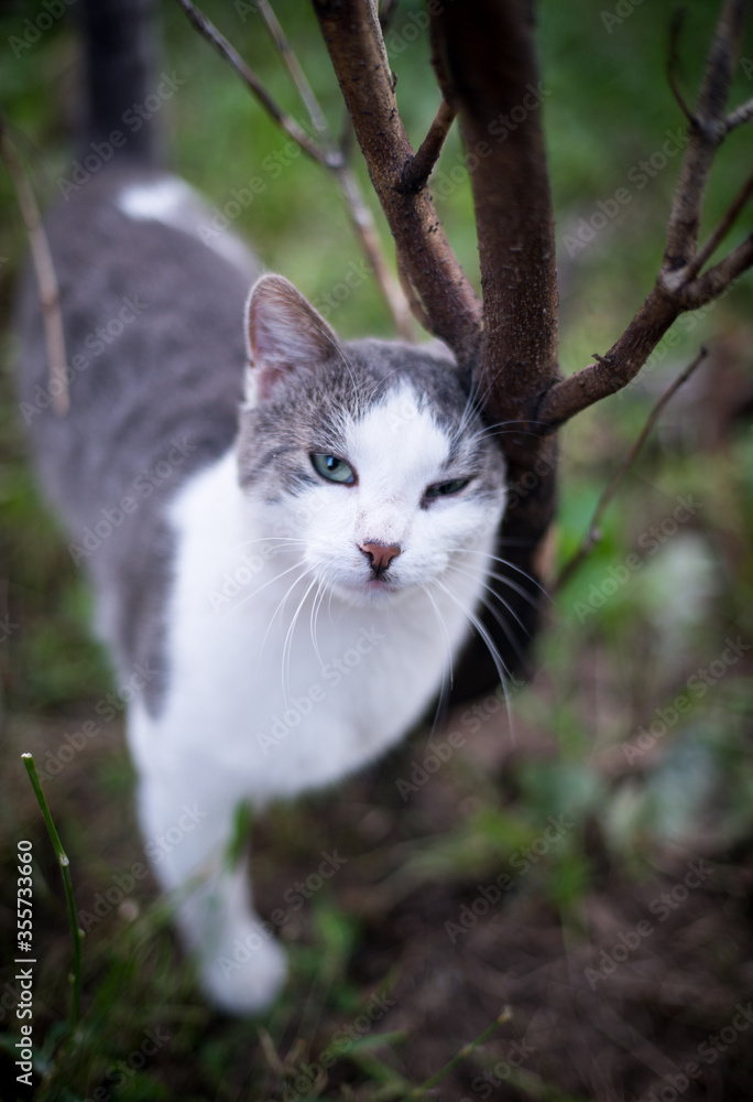 domestic cat rubs on a branch