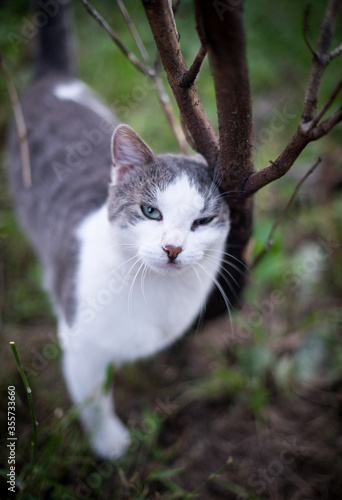 domestic cat rubs on a branch