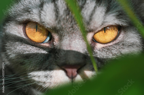 Fototapeta Naklejka Na Ścianę i Meble -  Yellow cat's eyes of a gray cat close-up through plants. The concept of pets, domestic hunter.