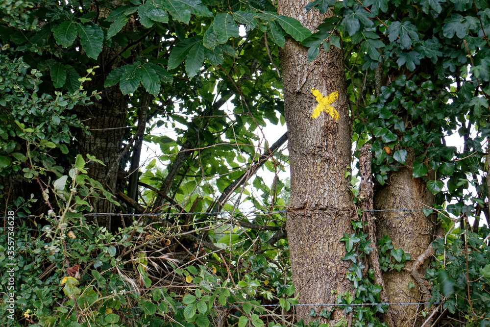 Obraz premium Tree with a yellow cross on it 