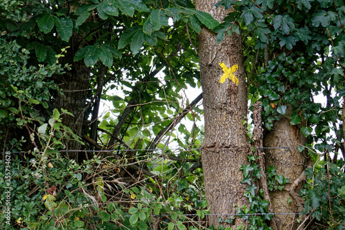 Tree with a yellow cross on it 