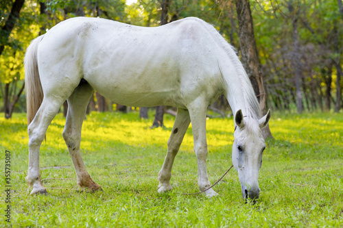 white horse eats grass on the lawn in the background of nature 