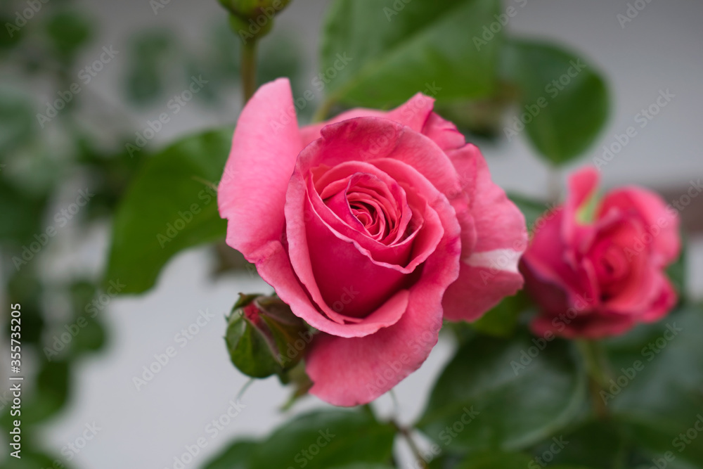 Eine Nahaufnahme einer pinken Rose im Rosengarten Eine Nahaufnahme einer pinken Rose im Rosengarten