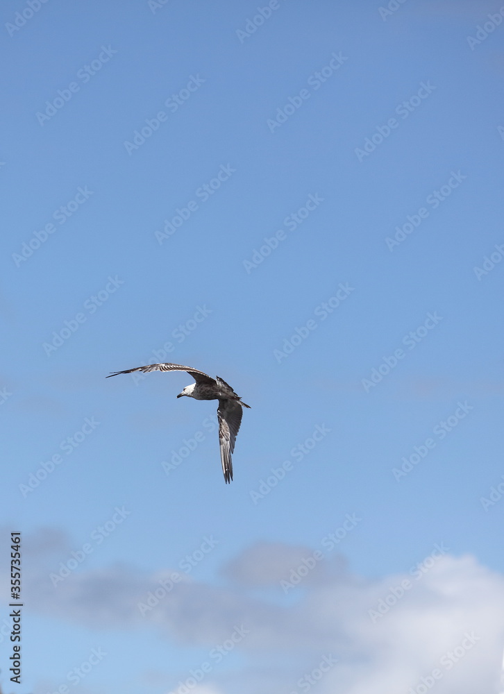 Vol de mouette