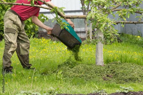 A man sucks from a grass-mowing lawnmower grass under an apple tree for mulching. Frees the grass catcher in the lawn mower