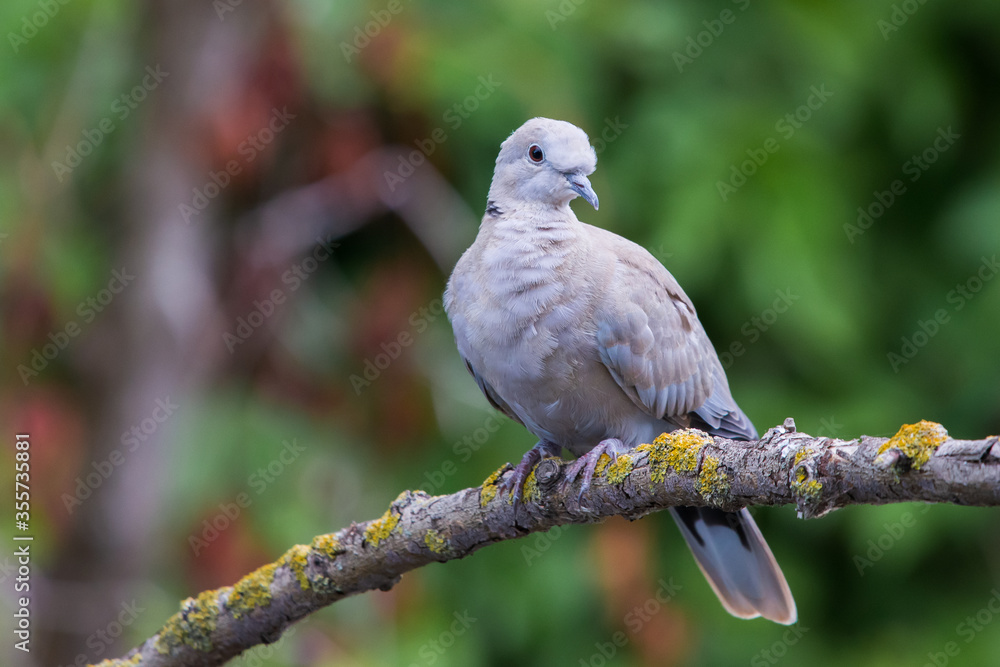 Collared dove or Streptopelia decaocto on branch Collared dove or Streptopelia decaocto on branch
