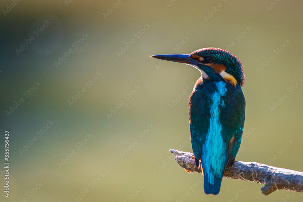 Common European Kingfisher or Alcedo atthis perched on a stick above the river and hunting for fish