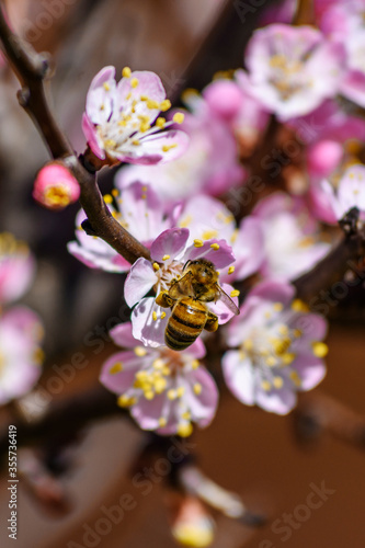A bee enjoying the nectar on a flower apricot tree.