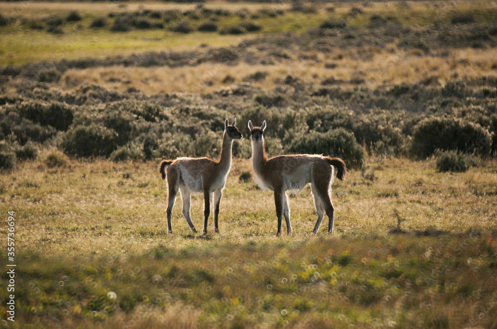 Naklejka premium Wildlife. Patagonia fauna. Guanacos in the Andes meadow.
