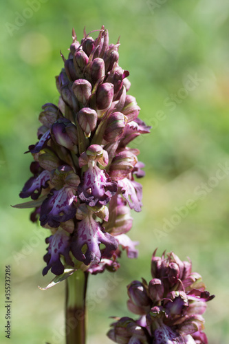 Lavanda