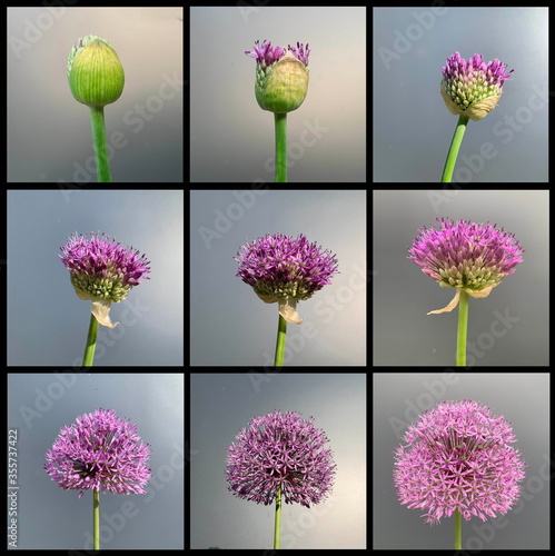 Fotografia Wachstum, Tribus Allieae, Allioideae, Amaryllisgewächse, Wildlauch, Zierlauch, B