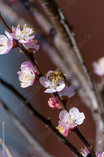 A bee enjoying the nectar on a flower apricot tree.