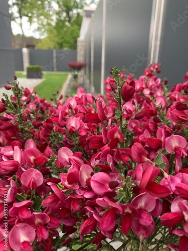 Rote Blumen im Garten  Modernergarten
