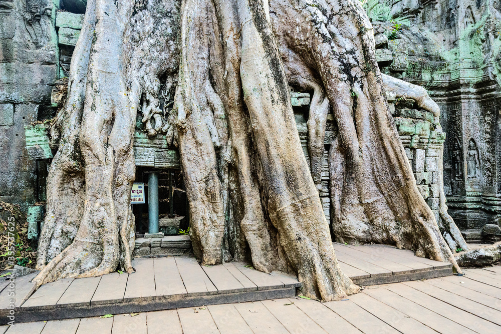 famous spung tree growing in the Ta Prohm temple ruins in Siem Reap, Cambodia