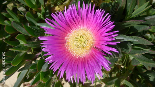 Midday flower with pink blossom.
Close-up of the blossom of a pink midday flower.
Aizoaceae, carpobrotus glaucescens, solanum tuberosum.