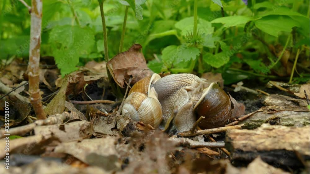 Couple two big brown snails on the moss on the background of green grass, a pair of snails, wildlife, beautiful nature. Couple two big brown snails on the moss on the background of green grass, a pair of snails, wildlife, beautiful nature.