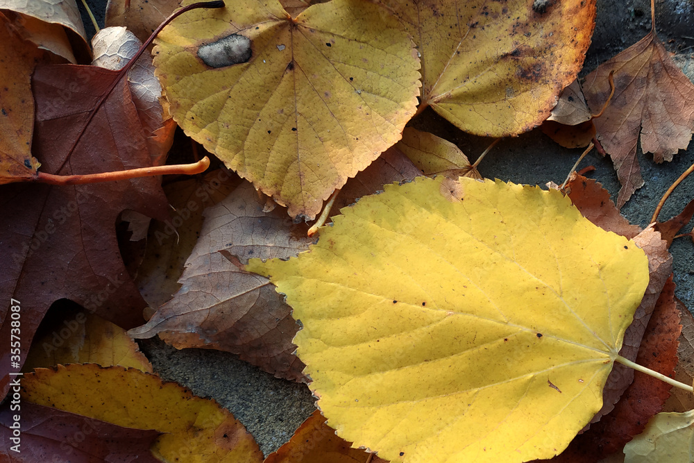 yellow autumn leaves yellow autumn leaves