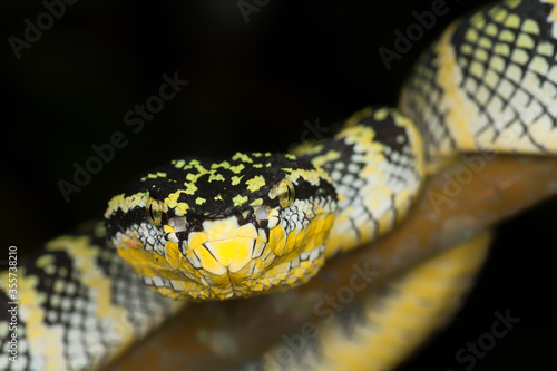 Fotografie Tropidolaemus wagleri female looking into the camera showing parts of her body