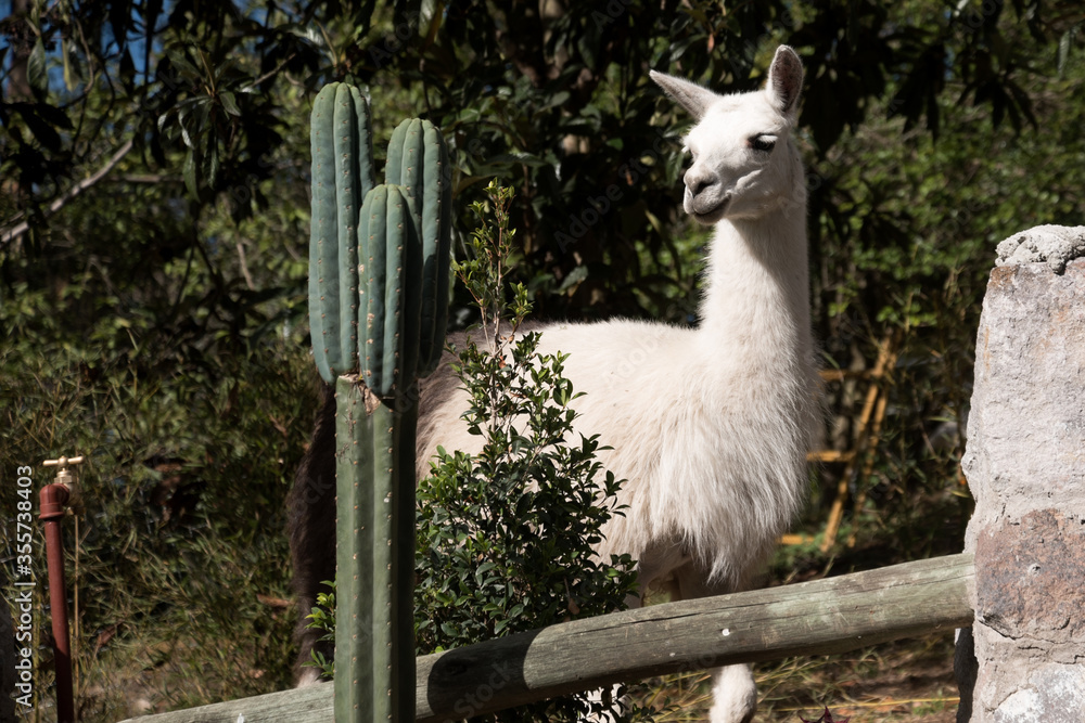 Obraz premium llama domestic animal from the highlands