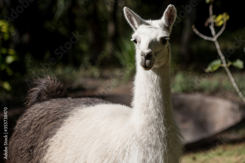 llama domestic animal from the highlands © Ramiro