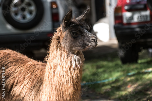 llama domestic animal from the highlands