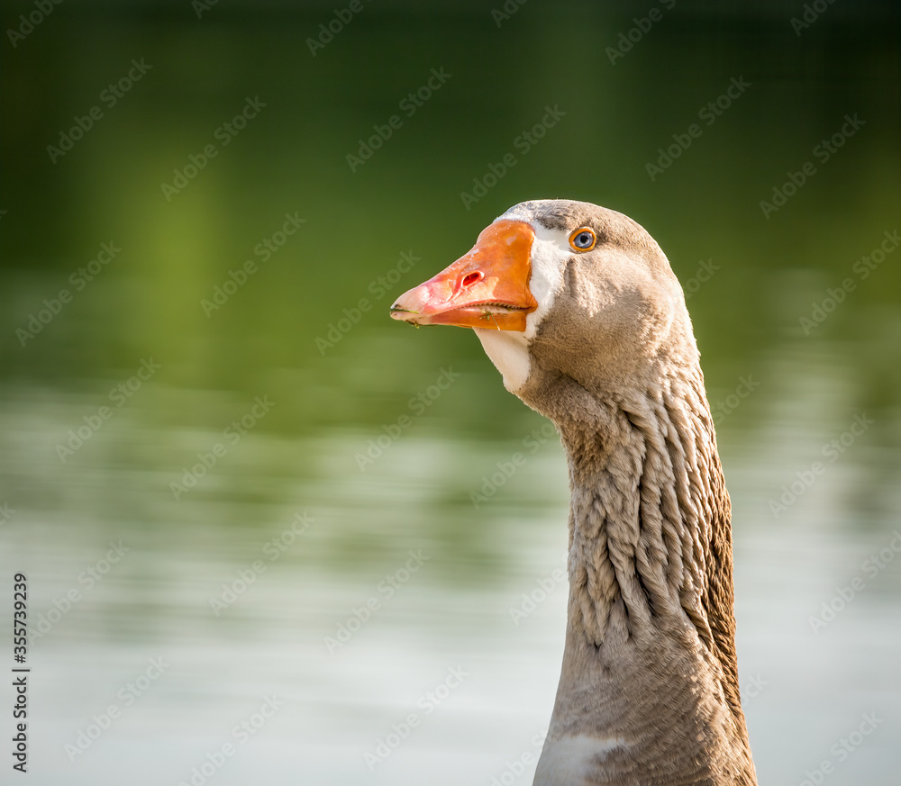 Close up with a Goose bird. Portrait of a Öland goose.