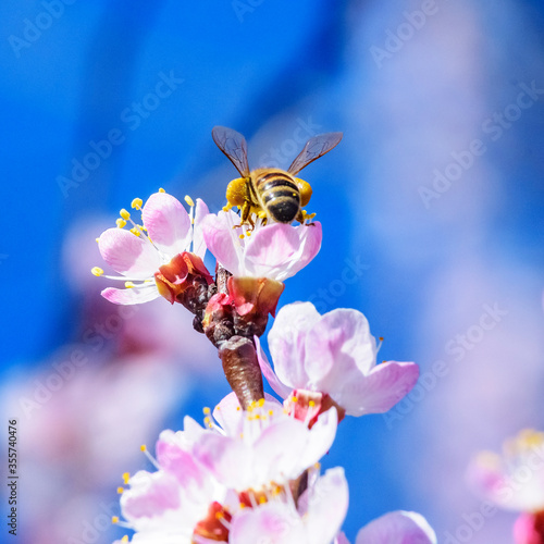 A bee enjoying the nectar on a flower apricot tree.