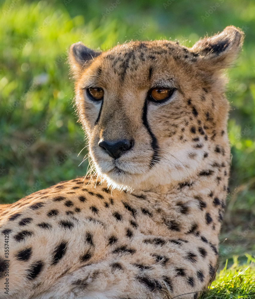 Wildlife Big Cat Cheetah or Tiger in a Jungle Wildlife Big Cat Cheetah or Tiger in a Jungle