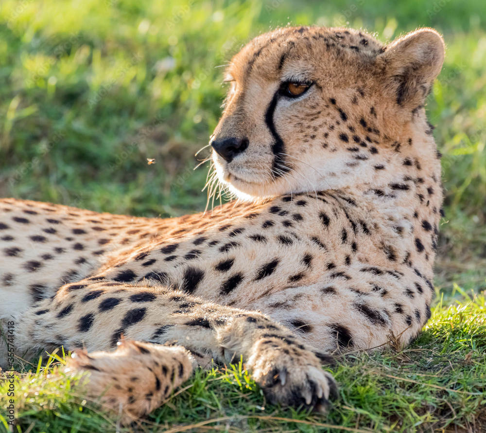 Wildlife Big Cat Cheetah or Tiger in a Jungle Wildlife Big Cat Cheetah or Tiger in a Jungle