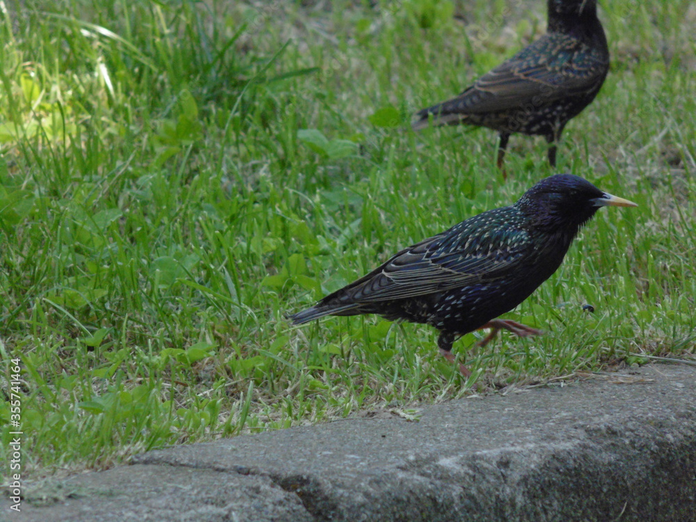 Obraz premium crow on the grass