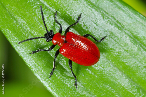 Fotografia The scarlet lily beetle, red lily beetle, or lily leaf beetle (Lilioceris lilii), is insect eats the leaves, stem, buds, and flower, of lilies, fritillaries and other of the family Liliaceae