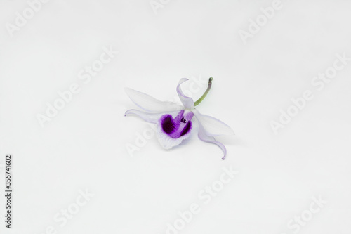 blue iris flower on white