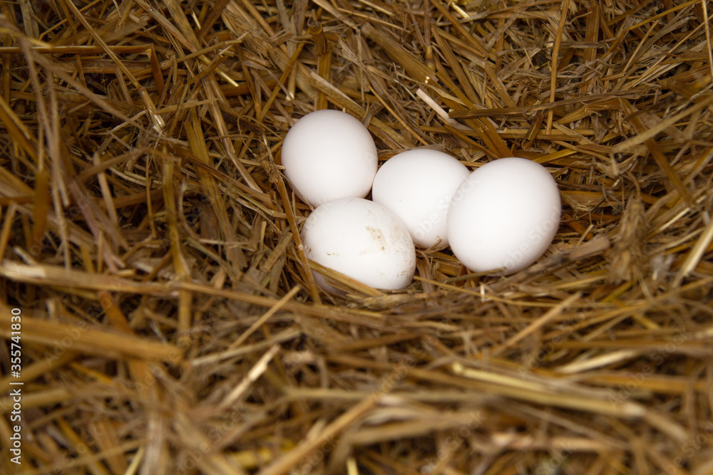 Four white chicken eggs lie on straw in the nest. They were recently torn down by chickens