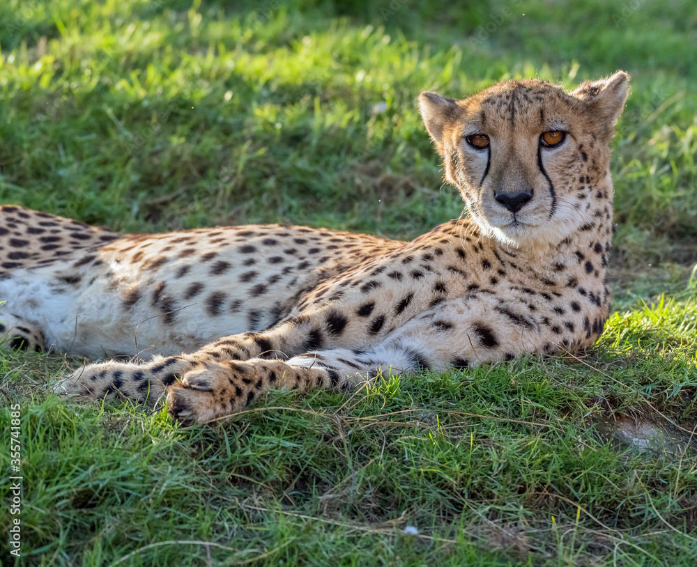 Wildlife Big Cat Cheetah or Tiger in a Jungle Wildlife Big Cat Cheetah or Tiger in a Jungle