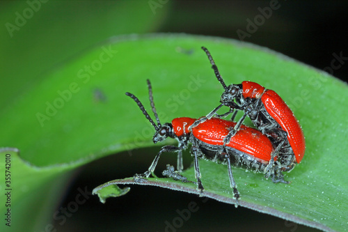 The scarlet lily beetle, red lily beetle, or lily leaf beetle (Lilioceris lilii), is insect eats the leaves, stem, buds, and flower, of lilies, fritillaries and other of the family Liliaceae. © Tomasz