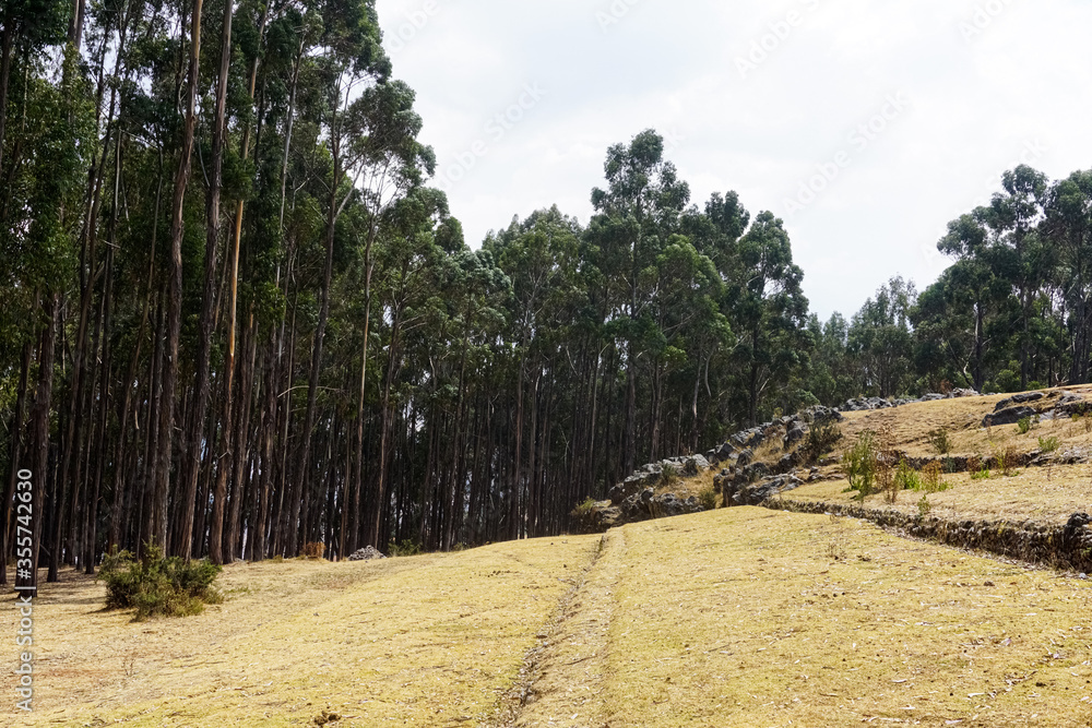 Fototapeta premium Qenqo Eucalyptus Forest. Cusco, Peru