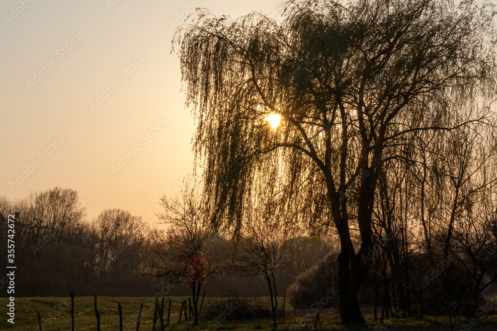 A beautiful shot of a siluette tree on golden hour A beautiful shot of a siluette tree on golden hour